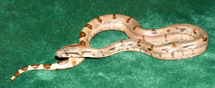 Hypo 8v2