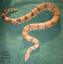 Thin Saddled Boa