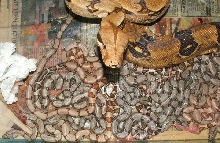 Mom & Neos