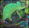 PUJ - Veiled Chameleon (F)