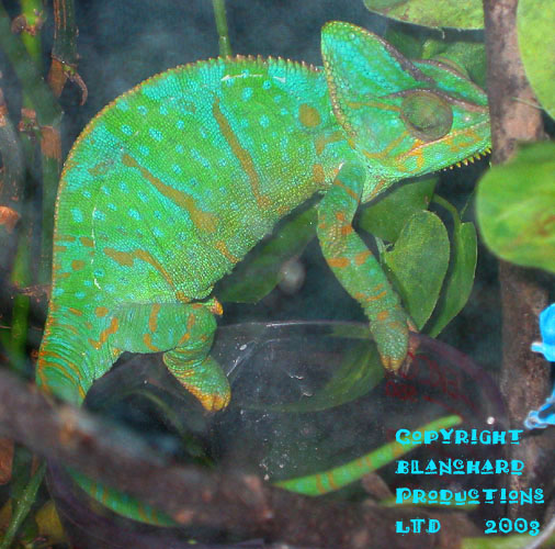 PUJ - Veiled Chameleon (F)