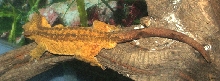 Smeagol - Crested Gecko