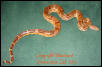 Bounder - Orange Tail Hypo