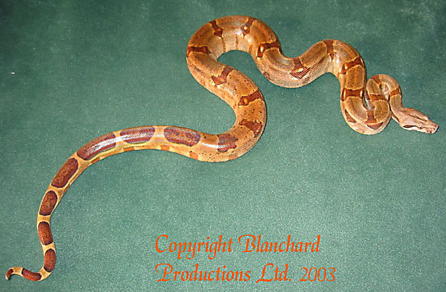 Bounder - Orange Tail Hypo
