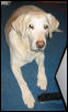 Gracie