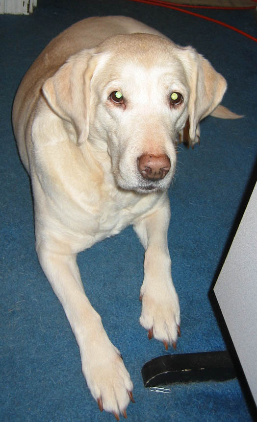 Gracie