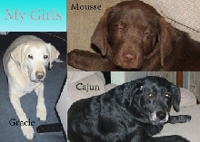 My Labs