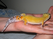 tangerine leo