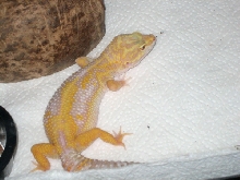 Albino leo