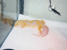 Albino leo