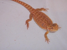 male juvi orange