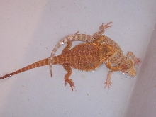 male and female