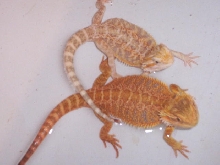 female and male