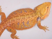 Big Male