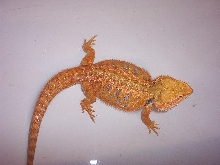 full body
