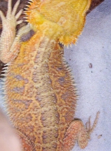 NEON MALE BEARDED DRAGON