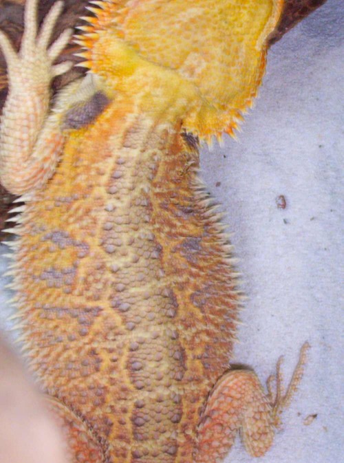 NEON MALE BEARDED DRAGON