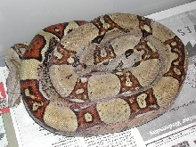 07JungleF - 052009 pic1