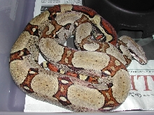 07JungleM - 052009 pic1