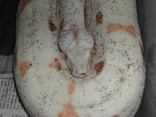 07ParadoxSunglow - 052009 pic1
