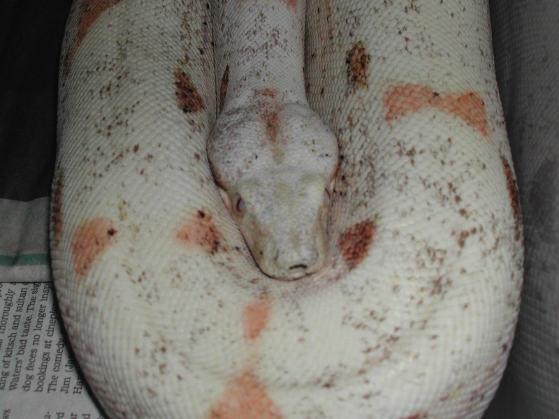 07ParadoxSunglow - 052009 pic1