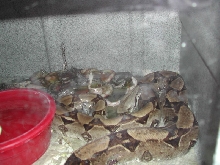 Anery Mom and Babies in cage