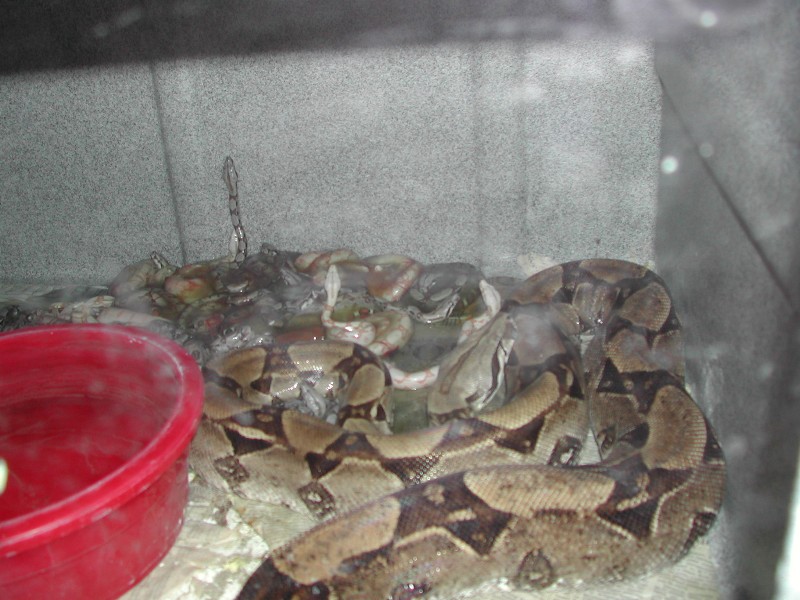 Anery Mom and Babies in cage