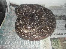 Argentine - Gravid 052009 pic1