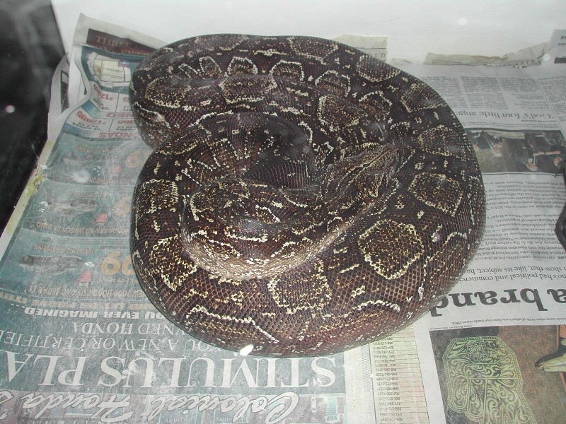 Argentine - Gravid 052009 pic1