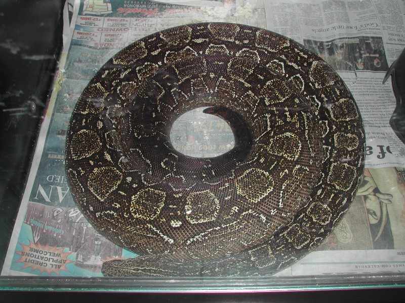 Argentine - Gravid 052009 pic2
