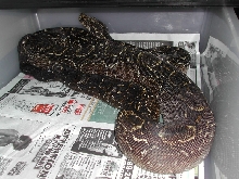 Argentine - Sire 052009 pic1