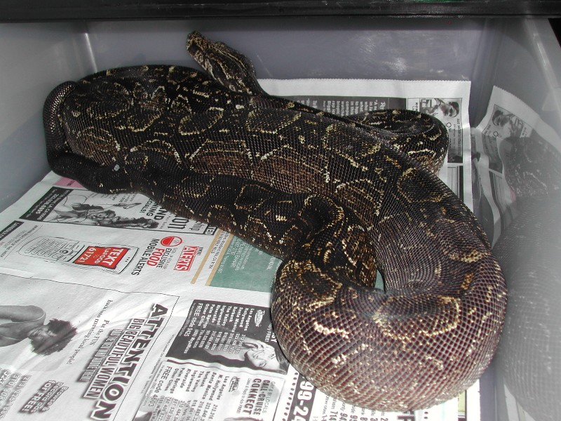 Argentine - Sire 052009 pic1