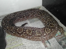 BCO Birth -pic3