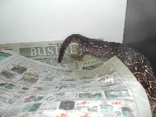 BCO Birth - pic4