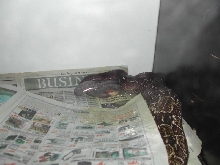 BCO Birth - pic5
