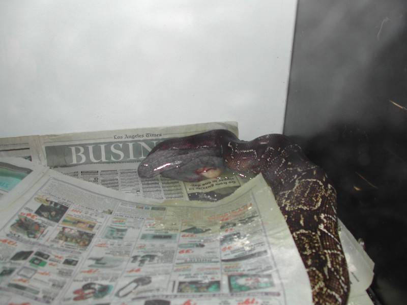 BCO Birth - pic5
