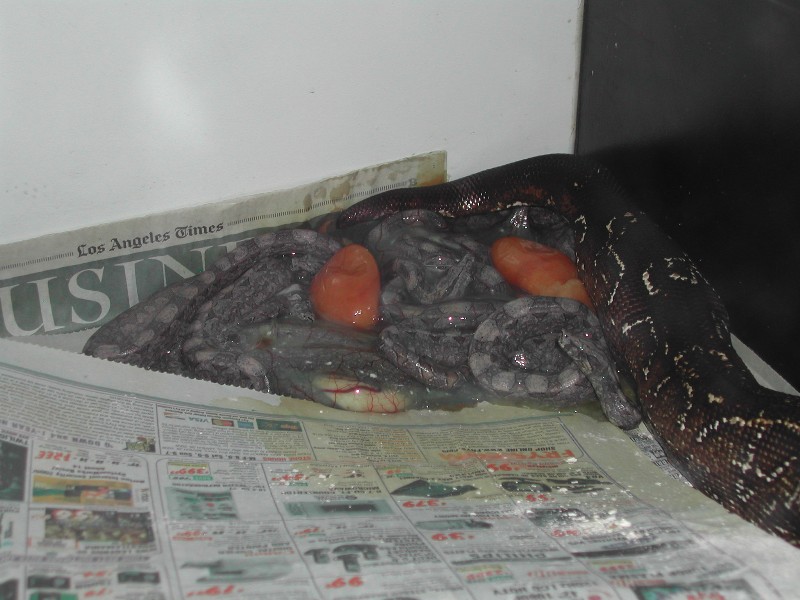 BCO Birth - pic6