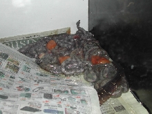 BCO Birth - pic7