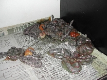 BCO Birth - pic8