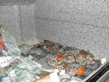 DOB053009 - Babies in cage pic1