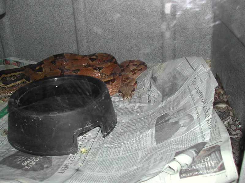 DOB053009 - Dam & Babies