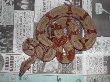 Fav 04Hypo - 032007