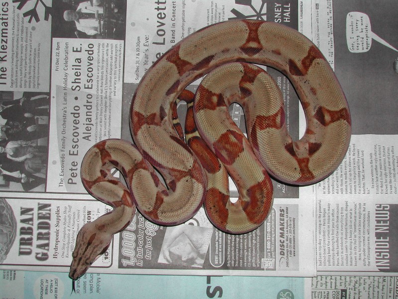 Fav 04Hypo - 032007
