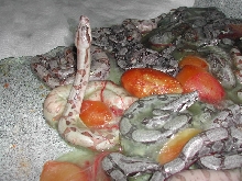 Fav 04Hypo at Delivery 072004