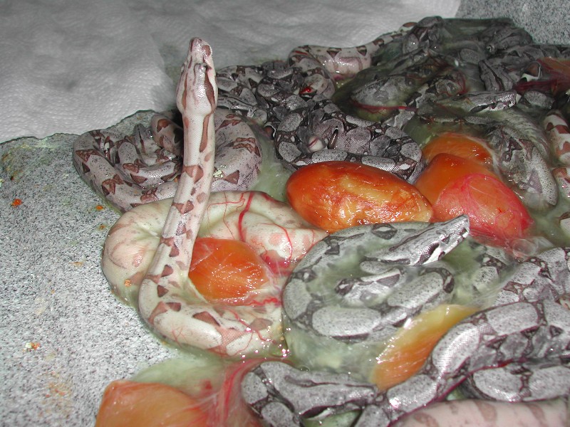 Fav 04Hypo at Delivery 072004