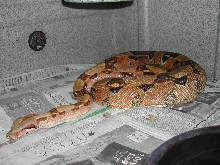 Normal - Gravid 052009 pic1