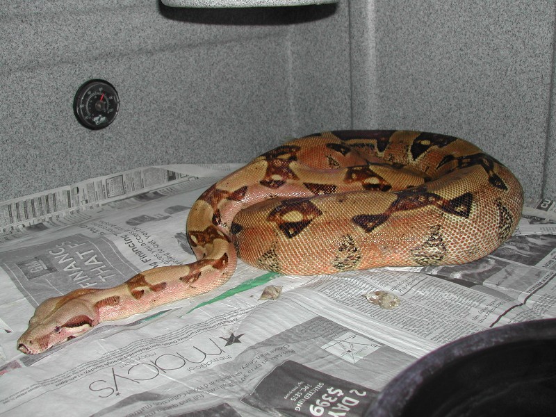 Normal - Gravid 052009 pic1