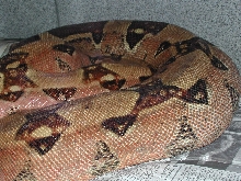 Normal - Gravid 052009 pic2