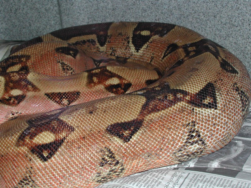 Normal - Gravid 052009 pic2