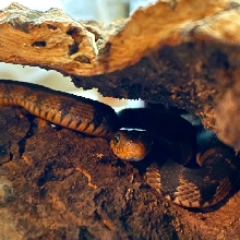 Red Bellied Watersnale baby